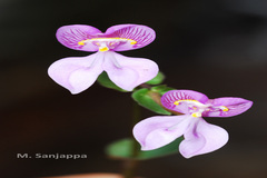 Disperis zeylanica